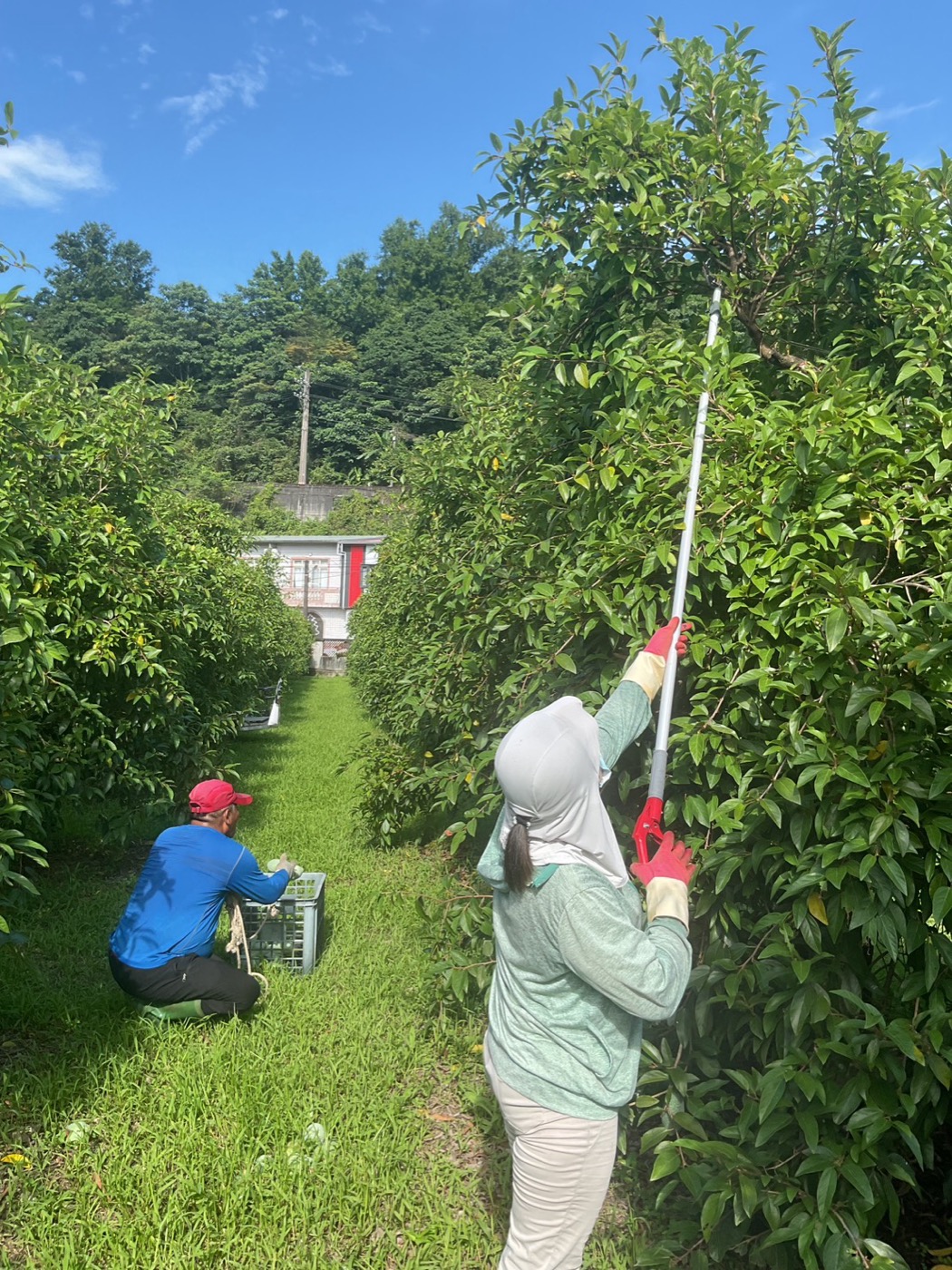 小農山中採摘愛玉果實