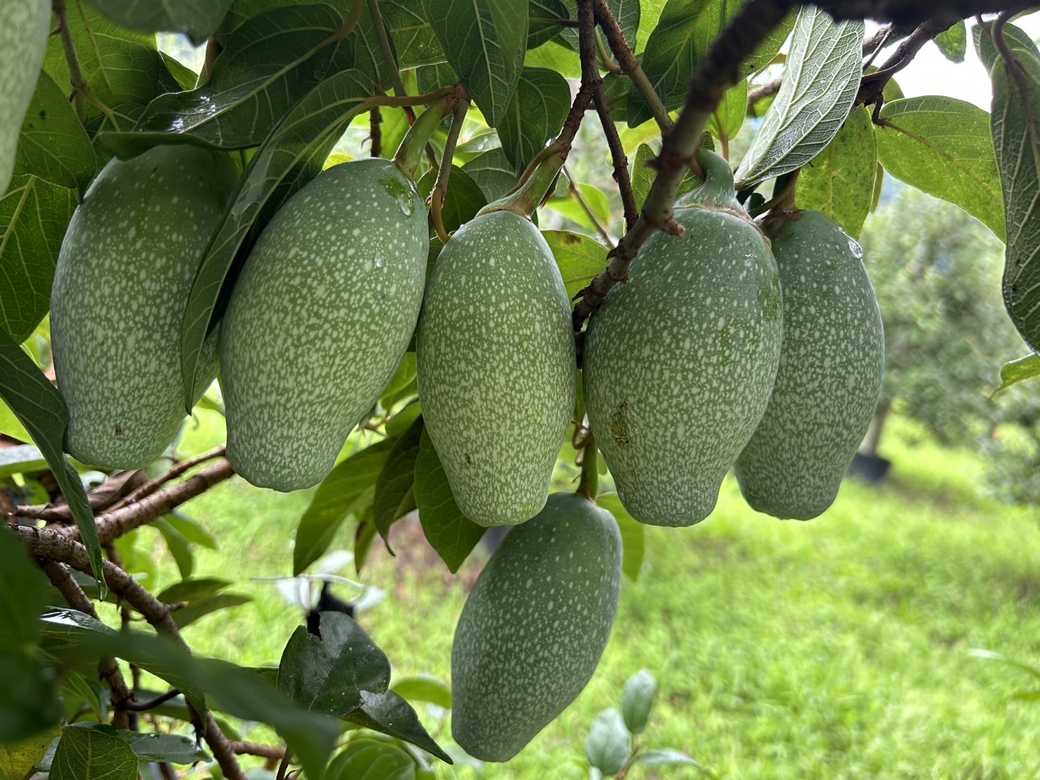 愛玉小知識 — 台灣世界獨有的食材