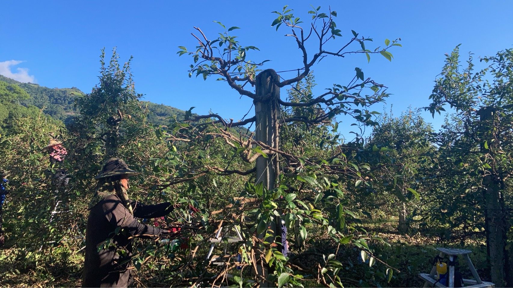 秋季修枝 — 把養分留給明年的新枝