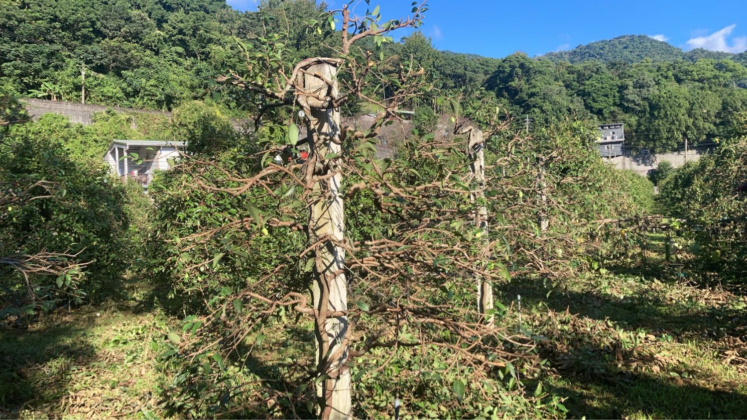 修枝後只剩骨架的愛玉藤