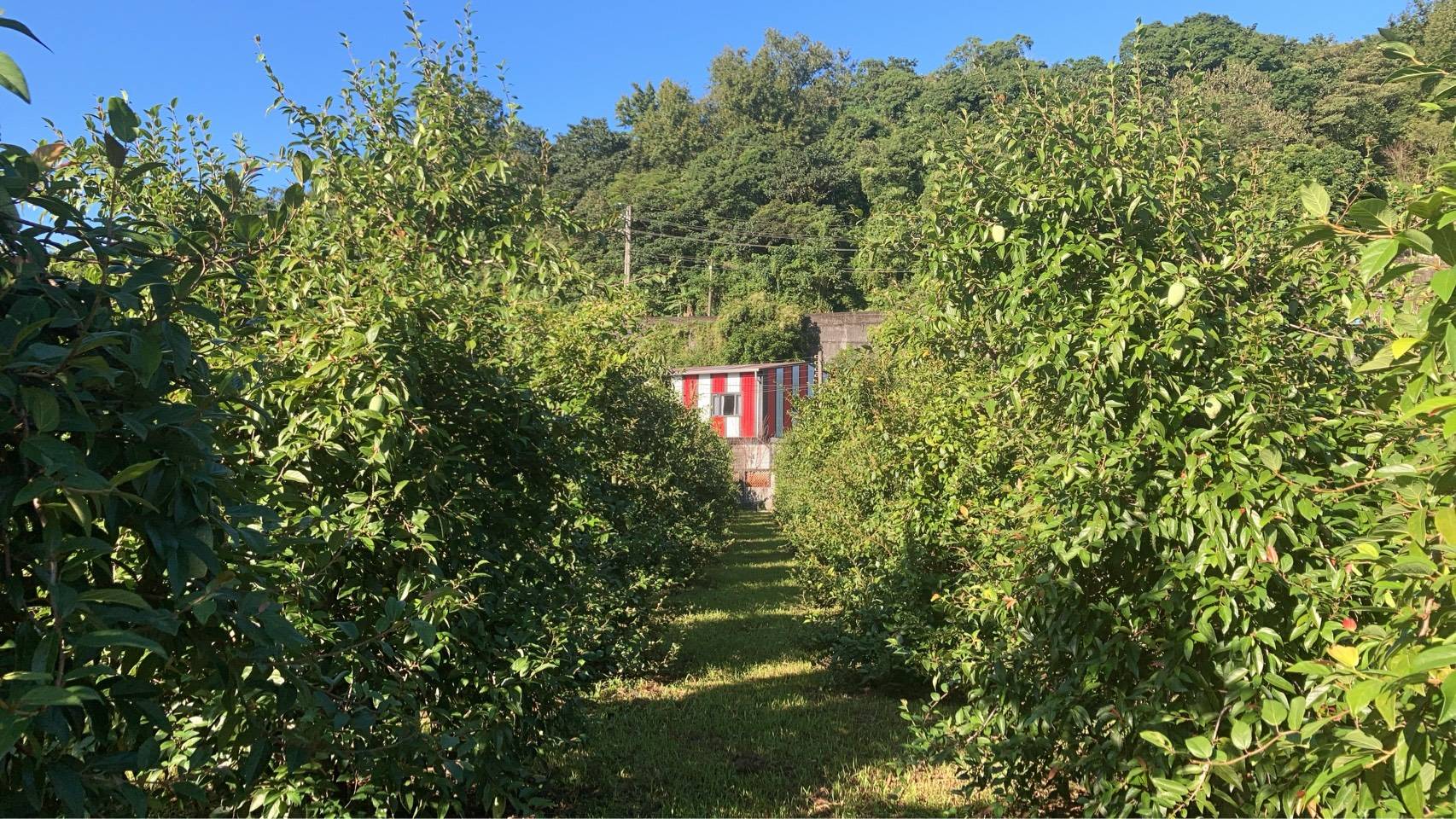 宜蘭牛鬥的愛玉園